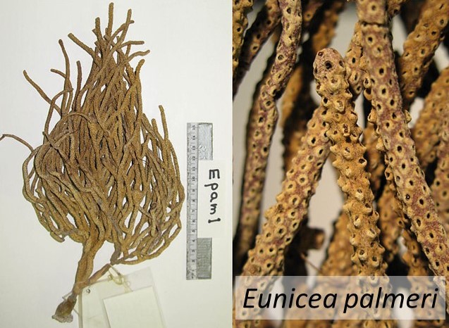 Eunicea palmeri