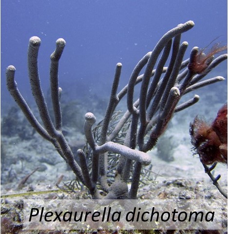 Plexaurella dichotoma