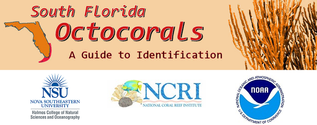 Interactive Identification Guide to South Florida Octocorals