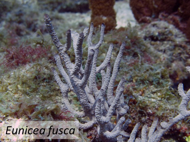 Eunicea fusca