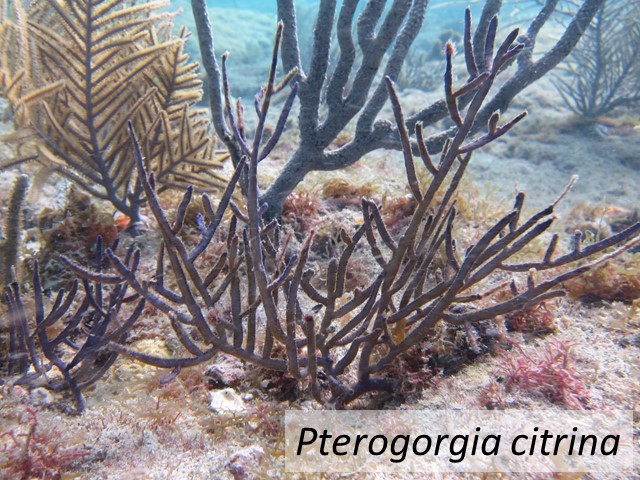 Pterogorgia citrina