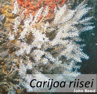 Carijoa riisei