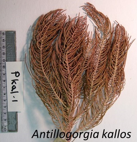 Antillogorgia kallos