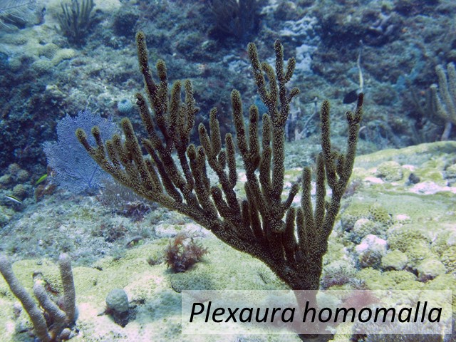 Plexaura homomalla