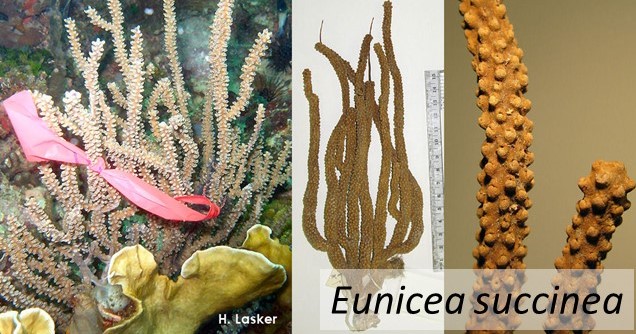 Eunicea succinea