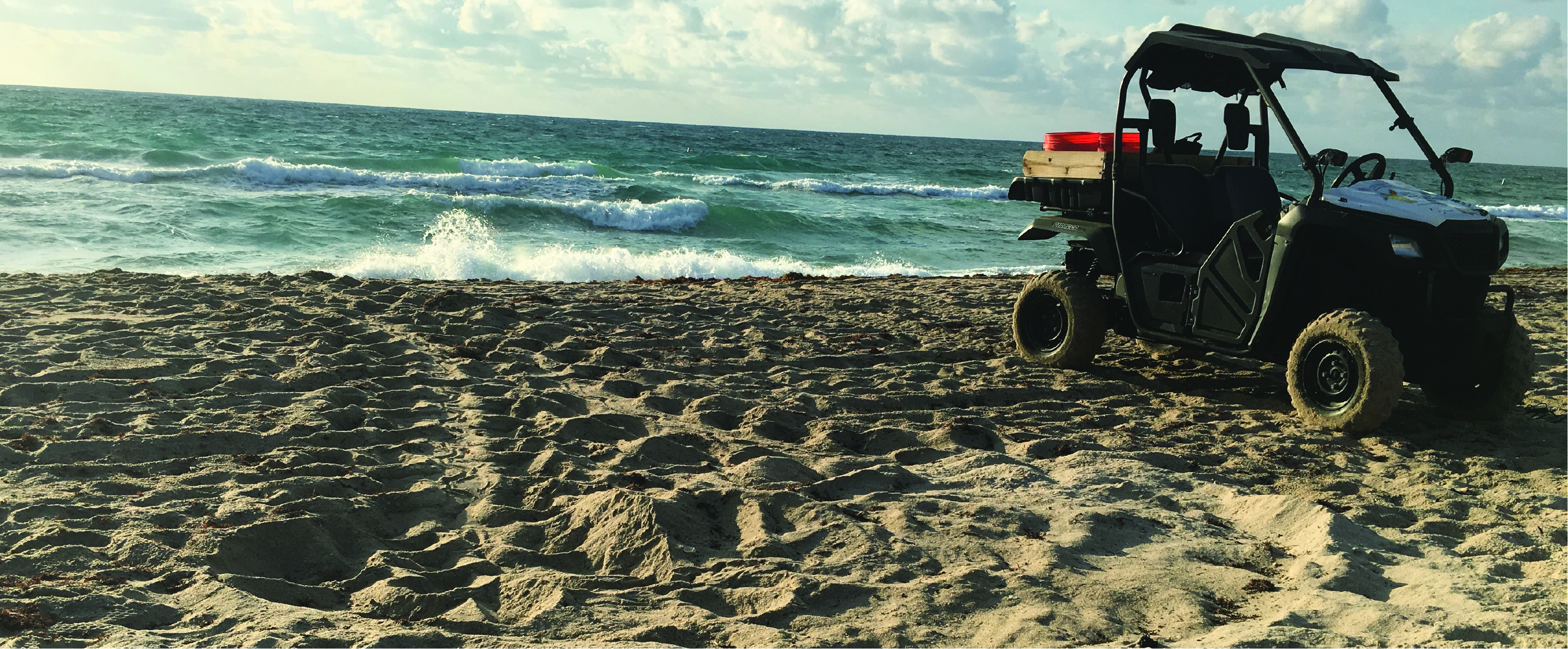 Sea Turtle Nesting Trends Technical Reports