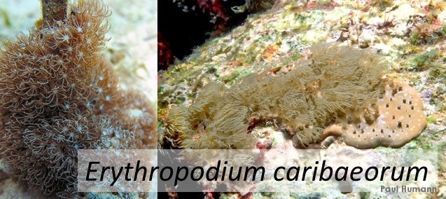 Erythropodium caribaeorum