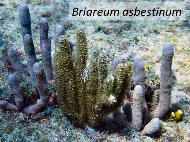 Briareum asbestinum