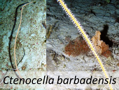 Ctenocella barbadensis