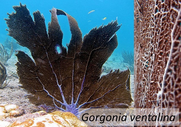 Gorgonia ventalina