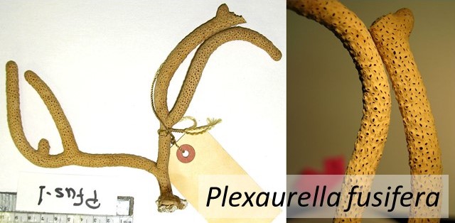 Plexaurella fusifera