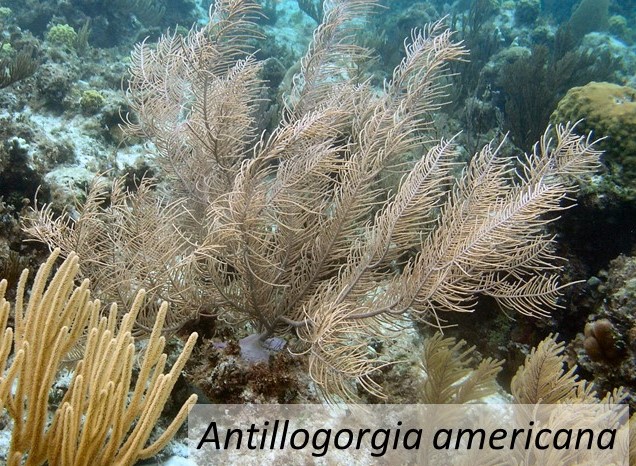 Antillogorgia americana