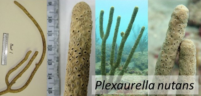 Plexaurella nutans