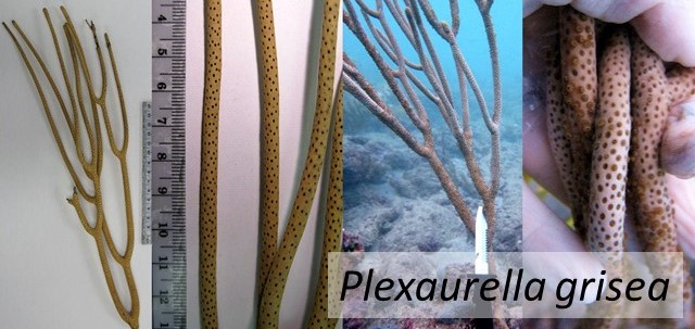 Plexaurella grisea