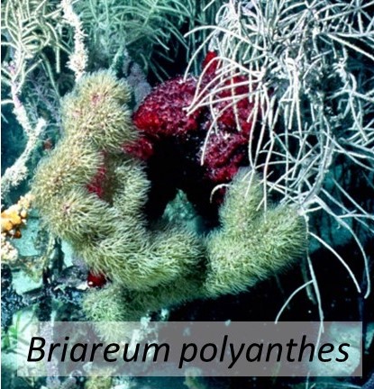 Briareum polyanthes