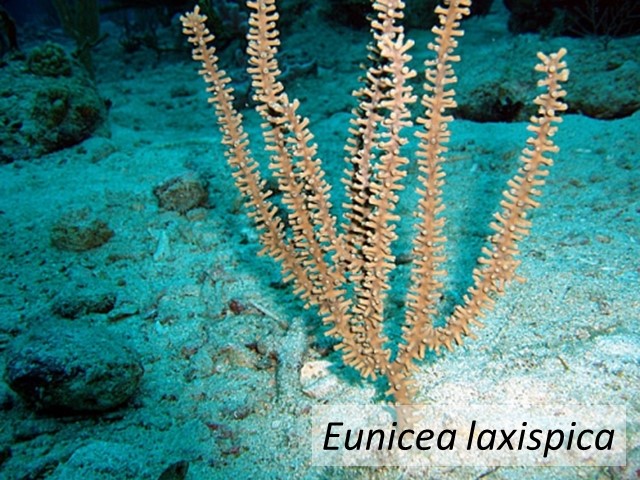 Eunicea laxispica