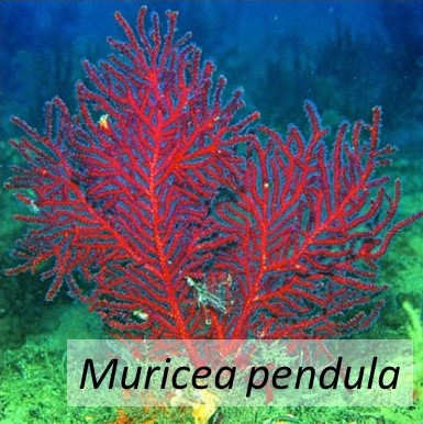 Muricea pendula