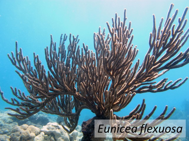 Eunicea flexuosa