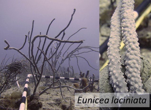 Eunicea laciniata