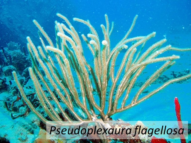 Pseudoplexaura flagellosa