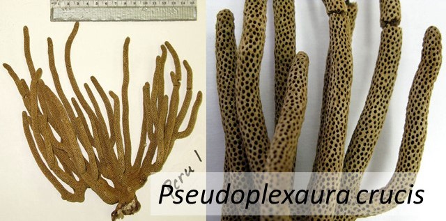 Pseudoplexaura crucis