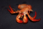 Hermit Crab - Dardanus insignis by Tamara Frank
