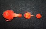 Squat Lobster Larvae by Tamara Frank