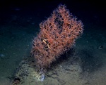 Uroptychus in Iridogorgid Coral by Tamara Frank