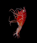 Red Isopod by Tamara Frank