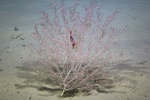 Bathypaleomanella in Chrysogorgia Coral by Tamara Frank