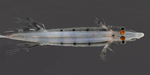 Four Eyed Fish (Dolichopterys longipes) by Tamara Frank