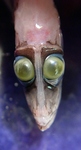 Spook Fish Eyes by Tamara Frank