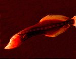 Whalefish (Cetostoma regani) by Tamara Frank
