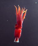 Squid (Histioteuthis heteropsis) by Tamara Frank