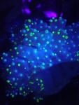 Hexactinellid Sponge Under UV Light by Tamara Frank