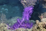 Purple Soft Coral by Tamara Frank