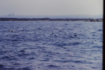 Gray seals off outer French Islands by James Doan