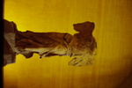 Winged Victory of Samothrace by James Doan