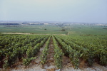 View of vineyards near Pommud, Burgandy by James Doan