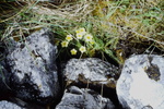 Scenes from the Burren by James Doan