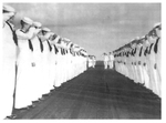 Sailors Saluting Officers at the US Navy Section Base by Courtesy of the Naval Air Station Fort Lauderdale Museum
