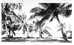 Coconut Palms in Hawaii by Courtesy of the Naval Air Station Fort Lauderdale Museum