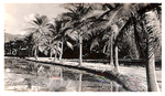 Palm Tree Lined Pond in Hawaii by Courtesy of the Naval Air Station Fort Lauderdale Museum
