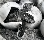 A loggerhead turtle breaks free of its shell on Hollywood Beach, Florida (1975) where the Broward County Florida Sea Turtle Conservation Program is based