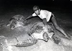 In the photograph, a Nova employee is shown guiding a turtle back into the Atlantic Ocean