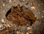 Invertebrate Photography: Honorable Mention by Chuck Walton