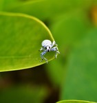 Second Place: Tiny World Category by Thomas C. Ingalls Mr.