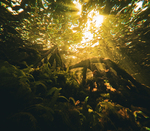 Second Place Marine Life by Bryce C. Voss