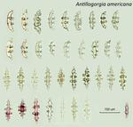 <em>Antillogorgia americana </em>(Gmelin, 1791) by Howard Lasker