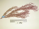 <em>Antillogorgia elisabethae </em>(Bayer, 1961) by Charles G. Messing